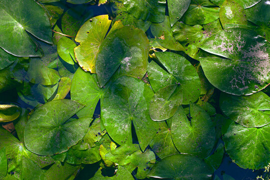 Green water lilly leaves