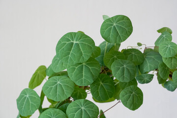 Stephania Cepharantha leaf close up