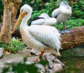 Fototapeta na wymiar Pelican in portrait. White plumage, large beak, in a large marine bird. Animal