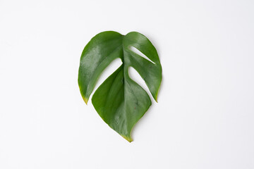 Rhaphidophora Tetrasperma leaf cutting with isolated white background. Leaves cutting.