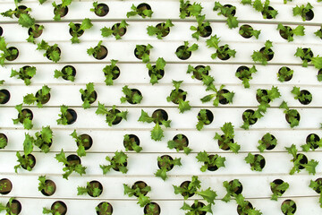Regular pattern of hydroponically grown seedlings of organic lettuce. Tiny lettuce plants growing out of holes in plastic tubes.

