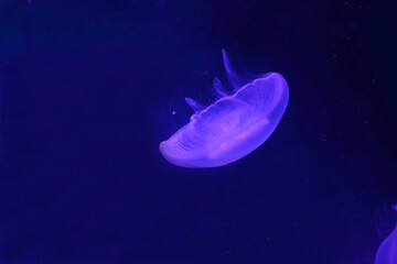 Naklejka na ściany i meble jelly-fish swimming against bright fluorescent background