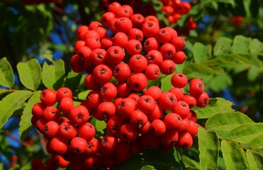 red flower in garden