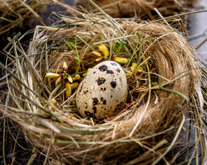 Quail speckled egg in the nest