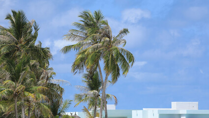 coconut tree with coconuts on a tropical island