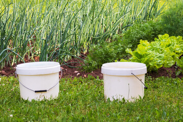 
organic vegetarian products in the garden, green salad leaves