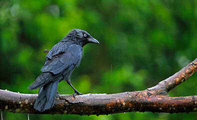 Jackdaw perched in a tree in a meadow