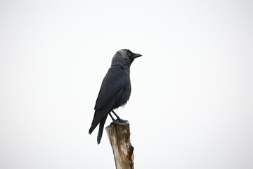 Jackdaw perched in a tree in a meadow