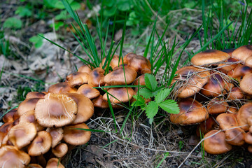 grzyby leśne  © Dariusz Grochal 