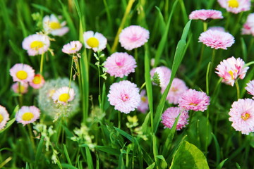 Obraz premium Pink little beautiful daisy flowers.