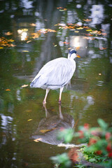 grey heron on the water, lurking for prey. elegant hunter. Animal photo of a bird