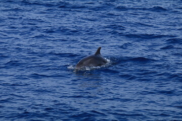 Animals in Croatia dolphins in the Adriatic Sea