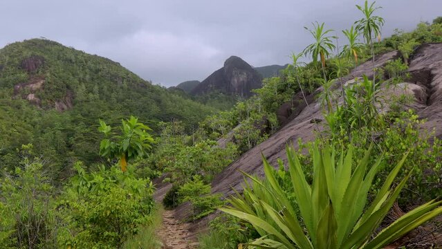 Nature of the Anse Major Trail trekking route, Seychelles
