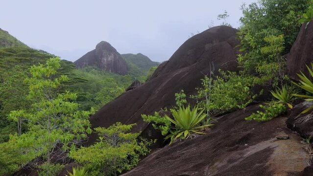 Nature of the Anse Major Trail trekking route, Seychelles