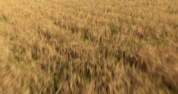 Aerial view of the chapel of the Liget next to wheat fields during sunset in France.