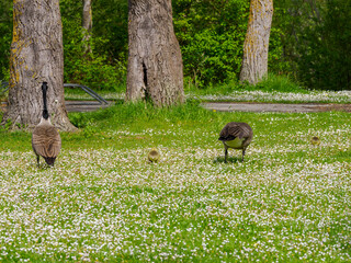 oies et oisillons à la Base de Loisirs du Val de Seine à l'ouest de Paris