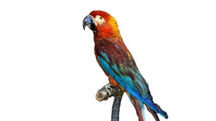 colorful parrot on a white background, an exotic bird