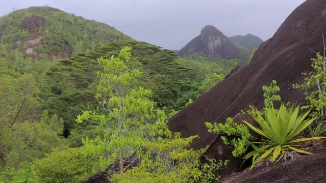 Nature of the Anse Major Trail trekking route, Seychelles