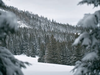 View of a mountain forest in the winter. Pines covered with snow in mountains valley.