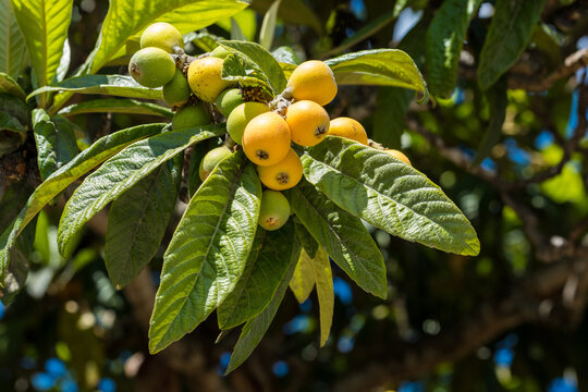 Eriobotrya japonica fruits. Close up loquat fruits and tree in nature