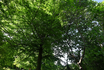 trees in the forest