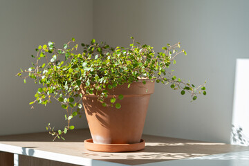 Muehlenbeckia houseplant in terracotta pot on table at home. Hardy ornamental climbing plant for...