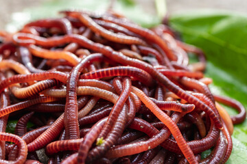 Breeding red worms Dendrobena. Fertile soil. Natural soil improvement. Fishing worms.