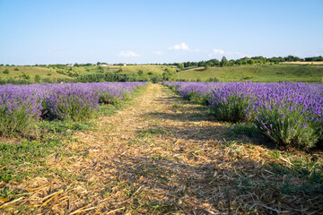 Obraz premium beautiful blooming lavender fields, bushes with green meadow and blue sky. beautiful landscape.