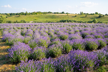 Obraz premium beautiful blooming lavender fields, bushes with green meadow and blue sky. beautiful landscape.