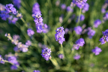 beautiful lavender flowers in the garden, close up shot, lavender spikelet