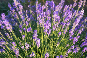Fototapeta premium beautiful lavender flowers in the garden, close up shot, lavender spikelet