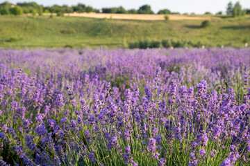 Fototapeta na wymiar beautiful lavender flowers in the garden, close up shot, lavender spikelet