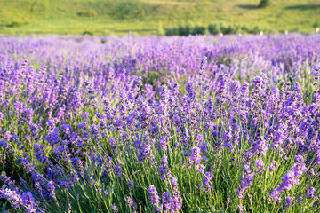 Fototapeta premium beautiful lavender flowers in the garden, close up shot, lavender spikelet