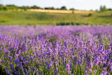 Fototapeta na wymiar beautiful lavender flowers in the garden, close up shot, lavender spikelet