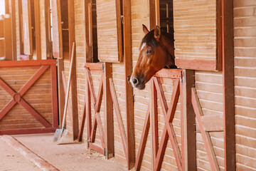 Alone horse head from a paddock in a stable on a farm where horse riding and equestrian sports are...