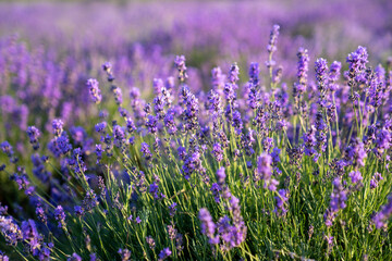 Naklejka premium beautiful lavender flowers in the garden, close up shot, lavender spikelet