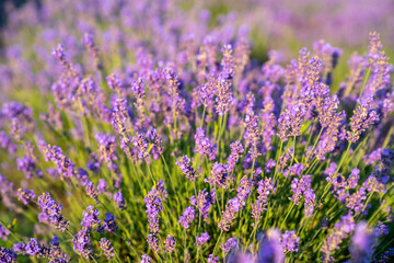 beautiful lavender flowers in the garden, close up shot, lavender spikelet
