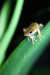 green tree frog
frog
green
