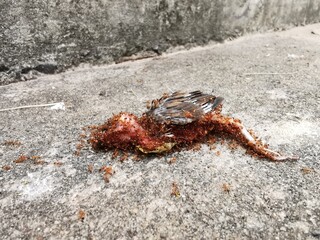 Ant bites young bird to death on cement floor