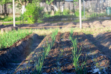 the bed in the garden is watered with water