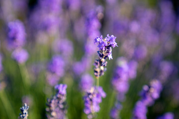 Obraz premium beautiful lavender flowers in the garden, close up shot, lavender spikelet