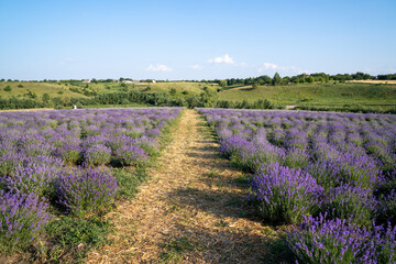 Fototapeta na wymiar beautiful blooming lavender fields, bushes with green meadow and blue sky. beautiful landscape.