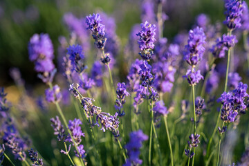 beautiful lavender flowers in the garden, close up shot, lavender spikelet