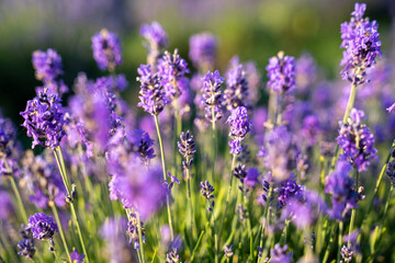 Obraz premium beautiful lavender flowers in the garden, close up shot, lavender spikelet