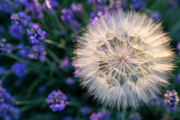 beautiful purple lavender flowers growing in a meadow in the garden, note shallow depth of field, big dandelion in lavender field  