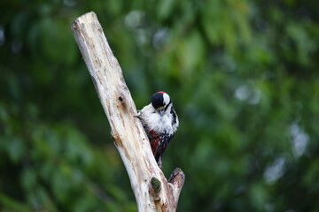 Male great spotted woodpecker preening on a dead tree