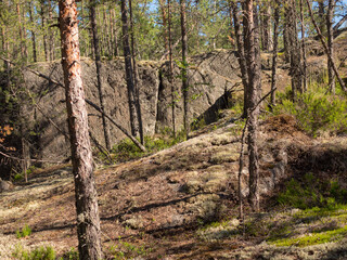 rocks in the forest in summer