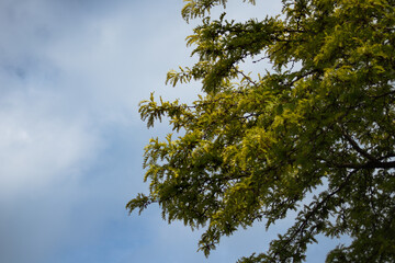 Tree tops against a blue sky