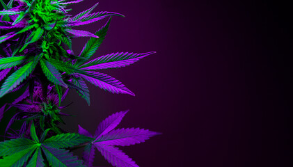 Purple marijuana leaves on a dark background. Banner with large purple cannabis leaves and empty space for text. Purple and green cannabis foliage closeup on a black background. - obrazy, fototapety, plakaty