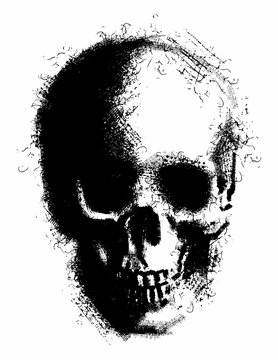 Human skull illustration, hand drawn skull image , skull graphic on white background.